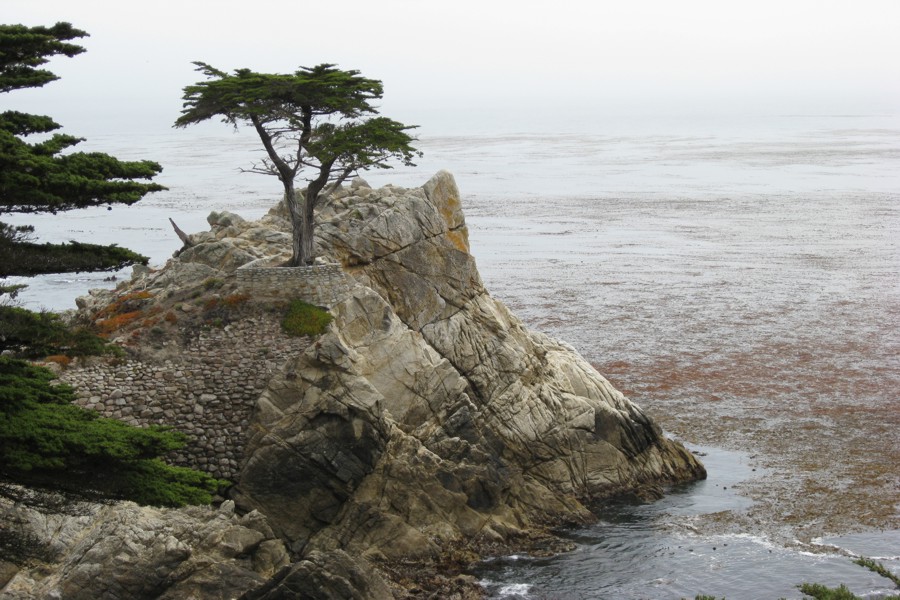 ../image/17 mile drive lone cypress 3.jpg